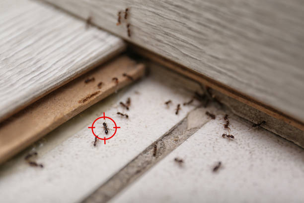 Professional Pest Control in Lake Tansi, TN