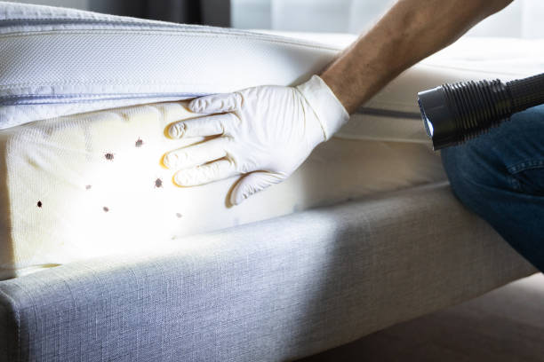 Best Affordable Pest Control Services  in Lake Tansi, TN